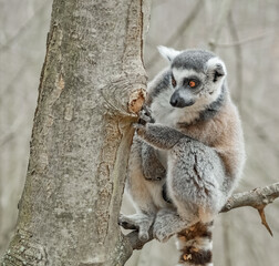 Katta vertseckt hinter dem Baumstamm