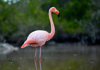 Pink flamingo in Galapagos Islands