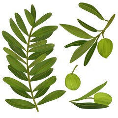A set of green olive branches and olives isolated on a white background. Color image with pencil texture. Design for olive oil, natural cosmetics, medical products, wallpaper, fabrics, textiles.
