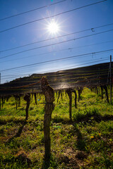 Weinberge Frühling Reben