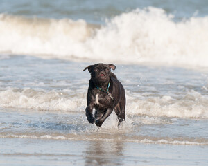 A pug having fun at the beach