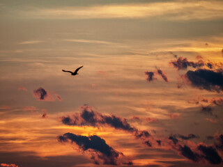 Fototapeta na wymiar silueta de un pajaro volando por el cielo con nubes al atardecer
