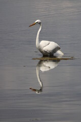 Fototapeta na wymiar White Egret