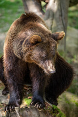 brown bear in the forest in the Pyrenees
