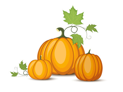 Set of pumpkins in various shapes outlined and colored. Bunch of pumpkins on white background