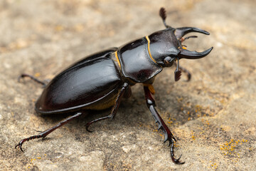 Pseudolucanus barbarossa (Lucanus barbarossa) is a beautiful black beetle