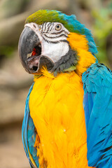 Big ara parrot with huge beak opened its beak and makes sounds. Blue-yellow macaw parrot close-up
