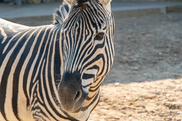 Naklejka premium Close-up zebra head looks into the camera in the sunbeams at sunset, hoofed animal striped zebra