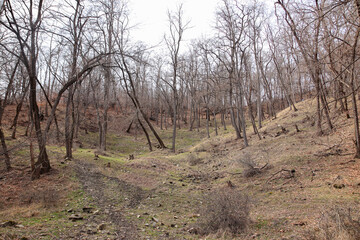 Fototapeta premium Field with some young trees in a springtime