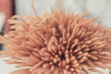 Beautiful creamy brown colour dried grass in flower vase in home, living, meeting room or hotel, The decoration is simply, giving a comfortable feeling and clean.