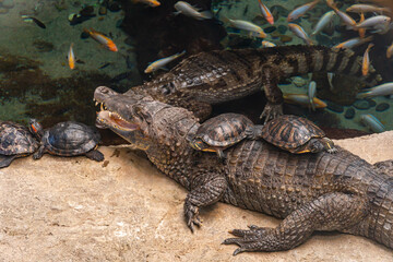Black crocodile and turtles sit on it near a pond in which goldfish swim, tropical plot