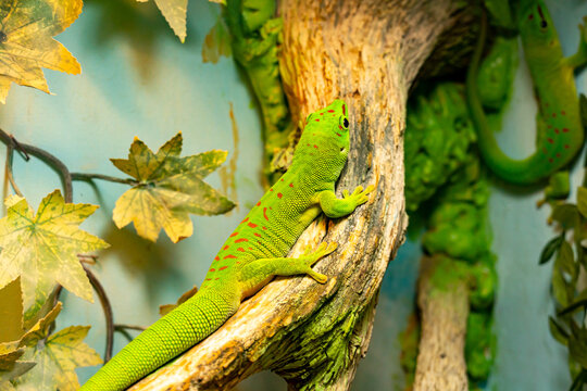 Small green and yellow Madagascar day gecko sit on the branch close-up. Reptile Phelsuma breathes under the bright sun in the jungle.
