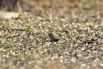 The pine siskin bird eating seeds rack from the ground 