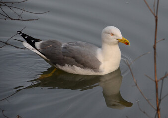 gull in the water - 428831030