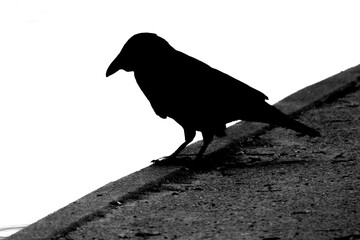 Black silhouette of raven standing at edge of concrete walkway, black white picture