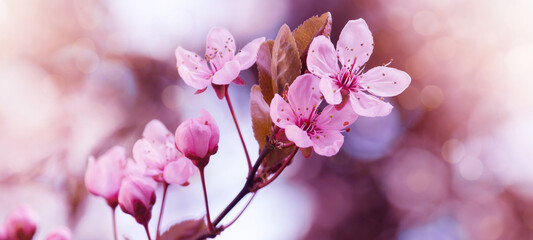 Spring flower background banner panorama - Pink beautiful blooming cherry blossoms ( Prunus ) with...