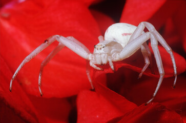 white crab spider on red flower - 428831869
