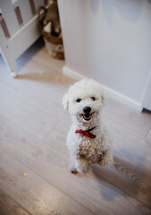 white puppy in a house