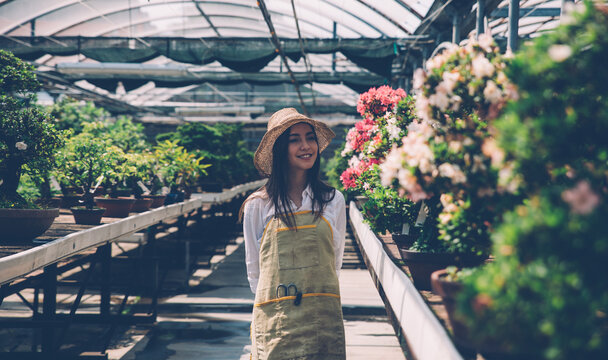 Bonsai greenhouse center. rows with small trees, woman working and taking care of the plants