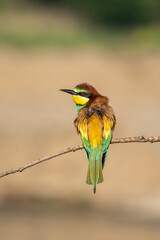 Beautiful nature scene with European bee-eater Merops apiaster. Wildlife shot of European bee-eater Merops apiaster on branch. European bee-eater Merops apiaster in the nature habitat.