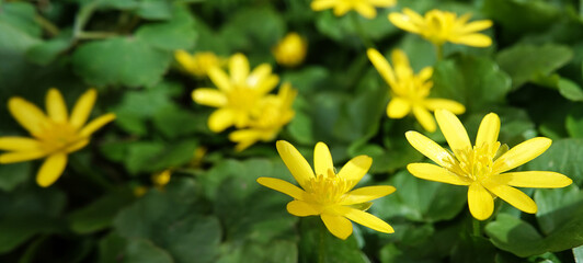 Spring flowers Chistyak
