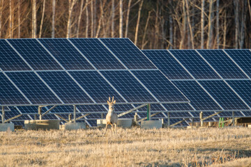 Portrait of the male Roe Deer bock, standing in front of the solar panels