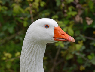 white goose portrait - 428832630