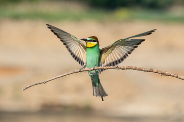 Beautiful nature scene with European bee-eater Merops apiaster. Wildlife shot of European bee-eater Merops apiaster on branch. European bee-eater Merops apiaster in the nature habitat.