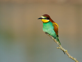 Beautiful nature scene with European bee-eater Merops apiaster. Wildlife shot of European bee-eater Merops apiaster on branch. European bee-eater Merops apiaster in the nature habitat.