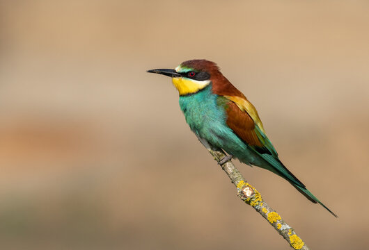Beautiful nature scene with European bee-eater Merops apiaster. Wildlife shot of European bee-eater Merops apiaster on branch. European bee-eater Merops apiaster in the nature habitat.