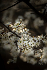 Zarte Blumen am Ast im Frühling.