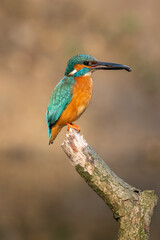 Beautiful nature scene with Common kingfisher (Alcedo atthis). Wildlife shot of Common kingfisher (Alcedo atthis) on the branch. Common kingfisher (Alcedo atthis) in the nature habitat.