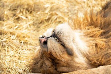 The cute lion lies and sleeps in the dry grass with ajar mouth so that a little visible teeth of...