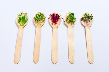 Micro greens of peas, red cabbage, amaranth, mustard, radish in assortment on wooden spoons on a white background. Proper vegan food.