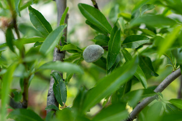 
almond tree from natural garden