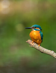 Beautiful nature scene with Common kingfisher (Alcedo atthis). Wildlife shot of Common kingfisher (Alcedo atthis) on the branch. Common kingfisher (Alcedo atthis) in the nature habitat.