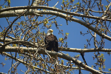 eagle on tree
