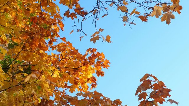 Maple trees with autumn branches and leaves on blue sky background at fall park. Nobody