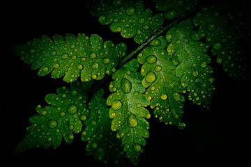water drop on green fern leaf, purity nature background © pernsanitfoto