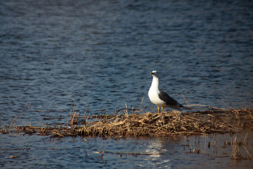 a seagull sitting on an island on the lake