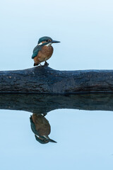 Beautiful nature scene with Common kingfisher (Alcedo atthis). Wildlife shot of Common kingfisher (Alcedo atthis) on the branch. Common kingfisher (Alcedo atthis) in the nature habitat.
