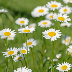 Fototapeta premium Blühende Margeriten, Leucanthemum, im Frühling