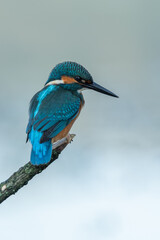 Beautiful nature scene with Common kingfisher (Alcedo atthis). Wildlife shot of Common kingfisher (Alcedo atthis) on the branch. Common kingfisher (Alcedo atthis) in the nature habitat.