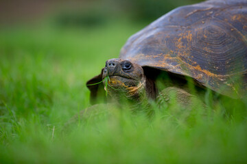 Galapagos turtle walking on the ground 