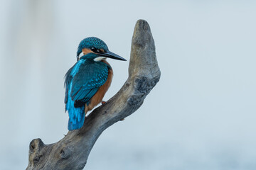 Beautiful nature scene with Common kingfisher (Alcedo atthis). Wildlife shot of Common kingfisher (Alcedo atthis) on the branch. Common kingfisher (Alcedo atthis) in the nature habitat.