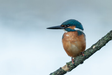 Beautiful nature scene with Common kingfisher (Alcedo atthis). Wildlife shot of Common kingfisher (Alcedo atthis) on the branch. Common kingfisher (Alcedo atthis) in the nature habitat.