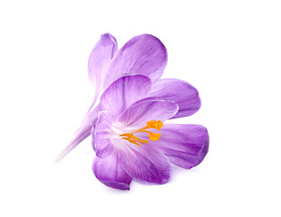 Saffron  flowers  closeup on white background.
