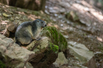 marmot in the forest of catalan Pyrenees