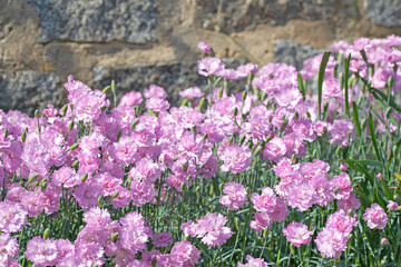 Obraz premium Blühende Nelken, Dianthus, im Garten