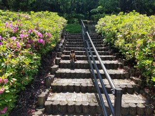 階段とポツンと猫ネコ